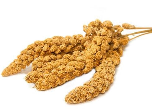 Spray Millet New York Bird Supply Wholesale