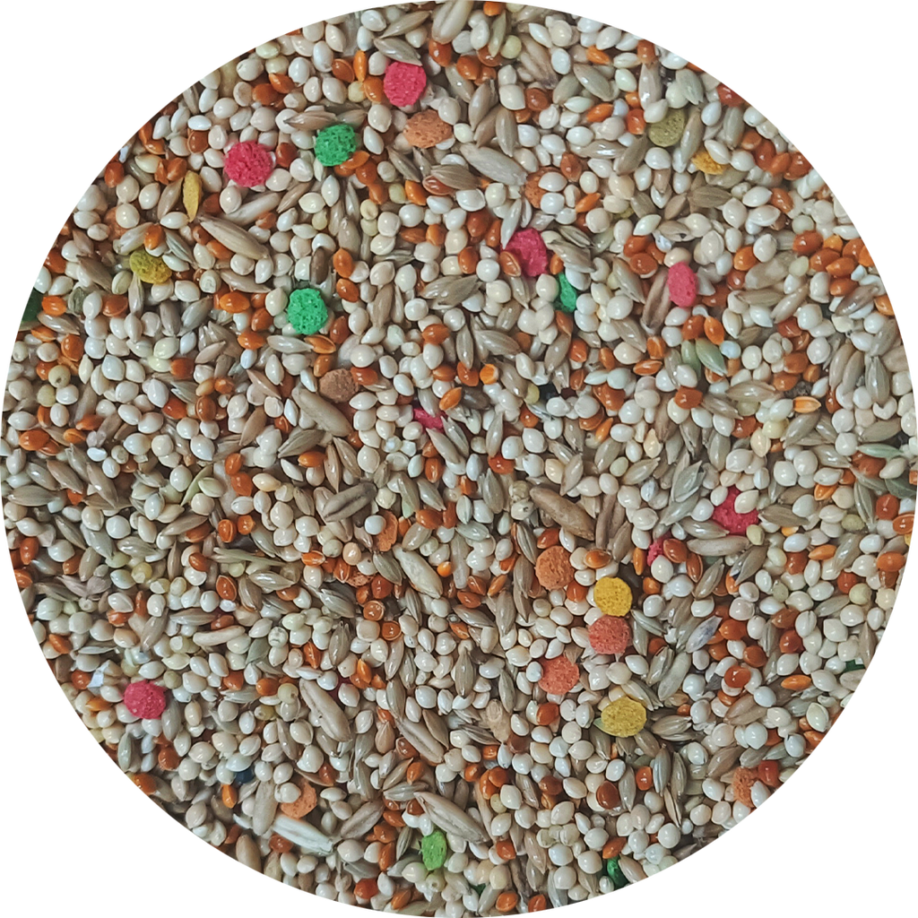 Uccello Parakeet Complete — New York Bird Supply Wholesale