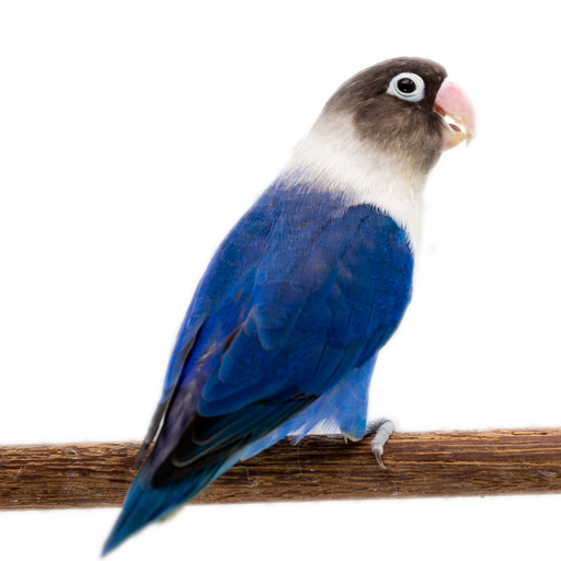 Lovebird Blue White Collared Black Masked
