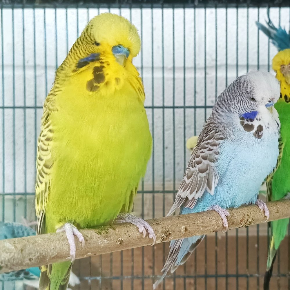 parakeet budgie female