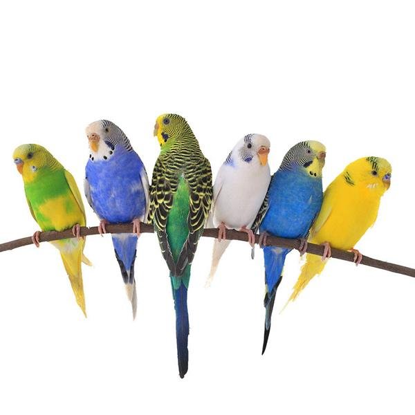 Pet supplies outlet plus parakeets