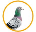 Global Pigeon