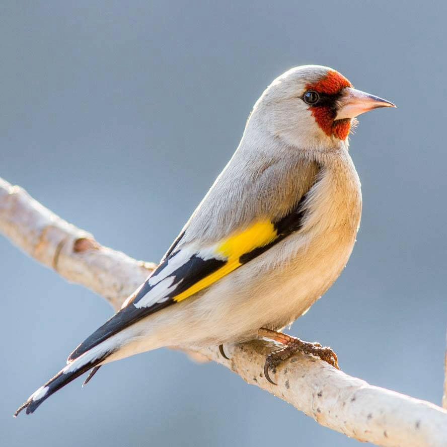 Himalaya Goldfinch