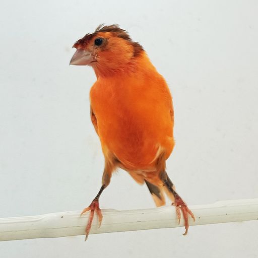 Canary Crested Male