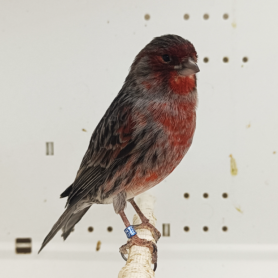 Canary Red Black Agate Mosaic Male