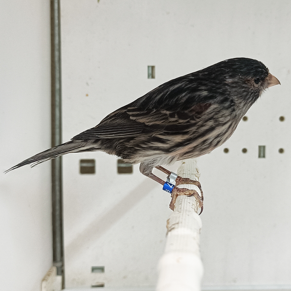 Canary Red Black Agate Mosaic Female