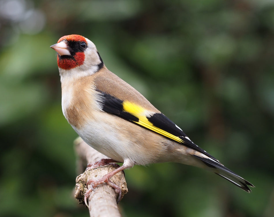 Goldfinch - Syrian