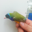 Lady Gouldian Finch - Dilute Green Back Male