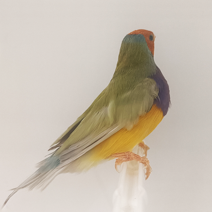 Lady Gouldian Finch - Dilute Green Back Male