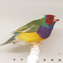 Lady Gouldian Finch - Dilute Green Back Female