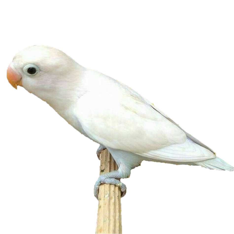 Lovebird White