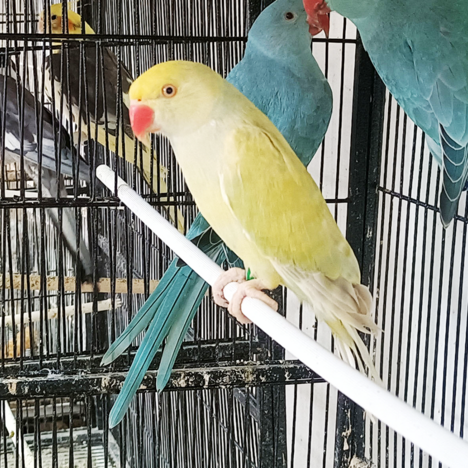 Indian Ring Neck Parrot - Harlequin Pied Yellow Female