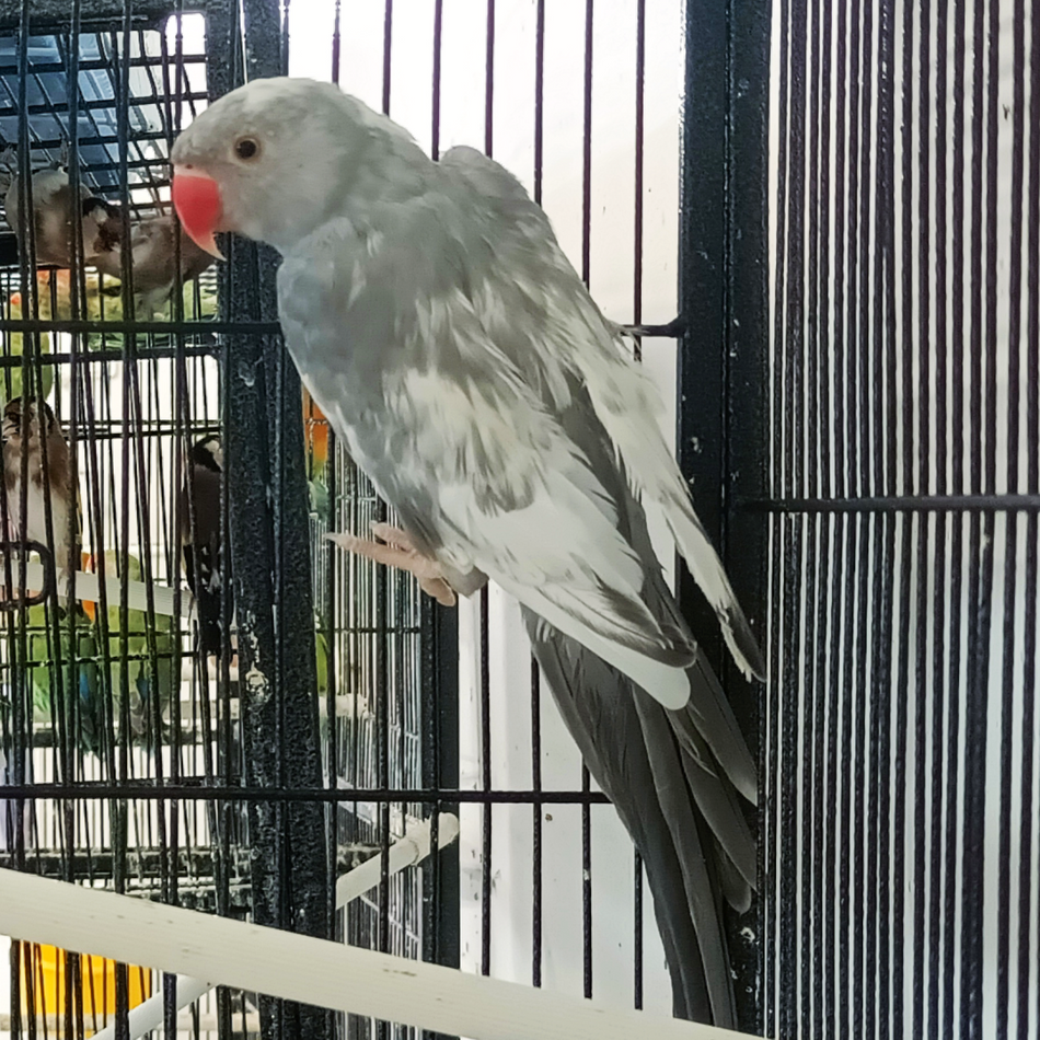 Indian Ring Neck Parrot - Harlequin Pied Grey Female