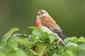 Linnet Finch