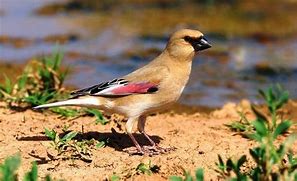 Desert Finch