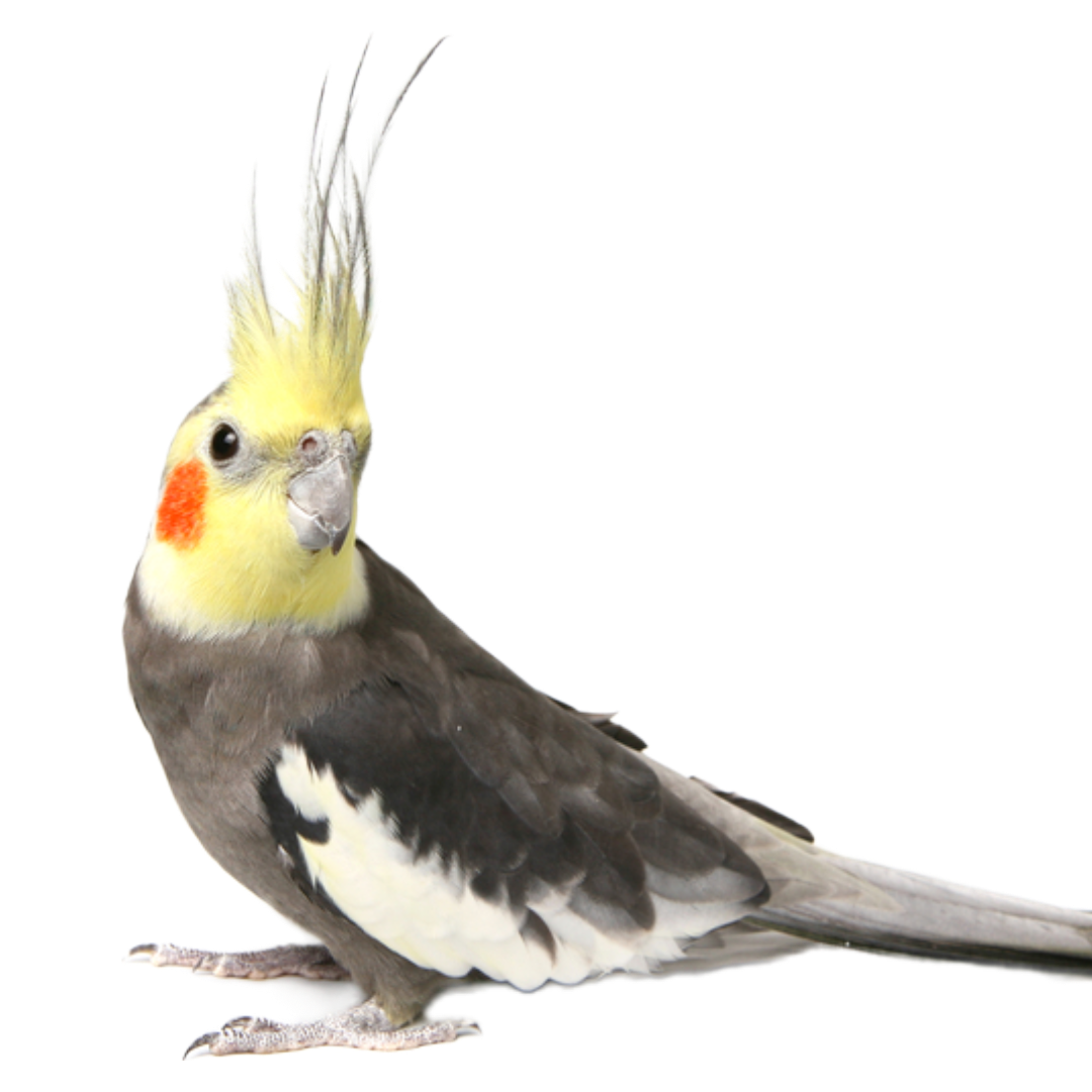 Cockatiel Pied Female – New York Bird Supply Wholesale