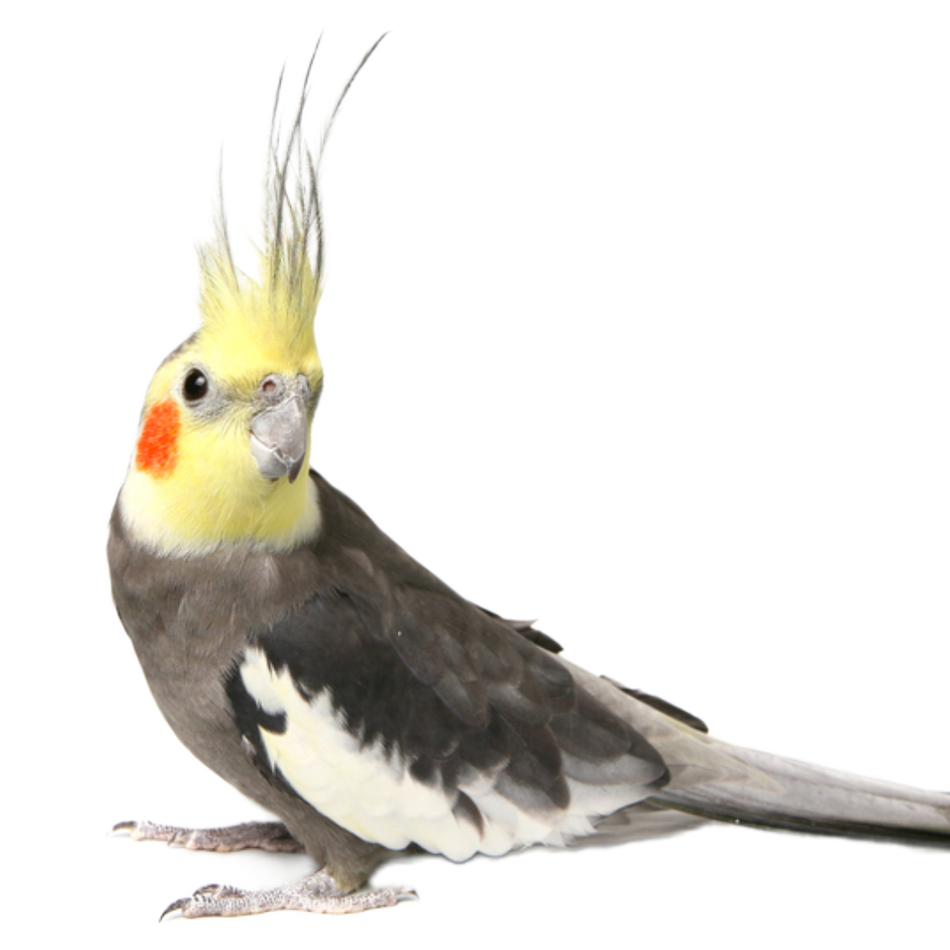 Cockatiel Pied Female