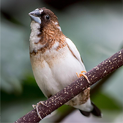 Society Finch Female