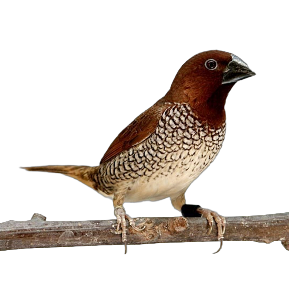 Spice Finch Male