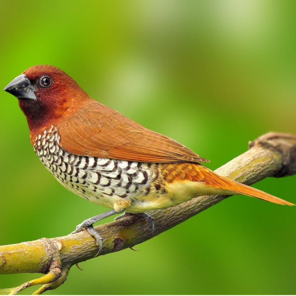 Spice Finch Male