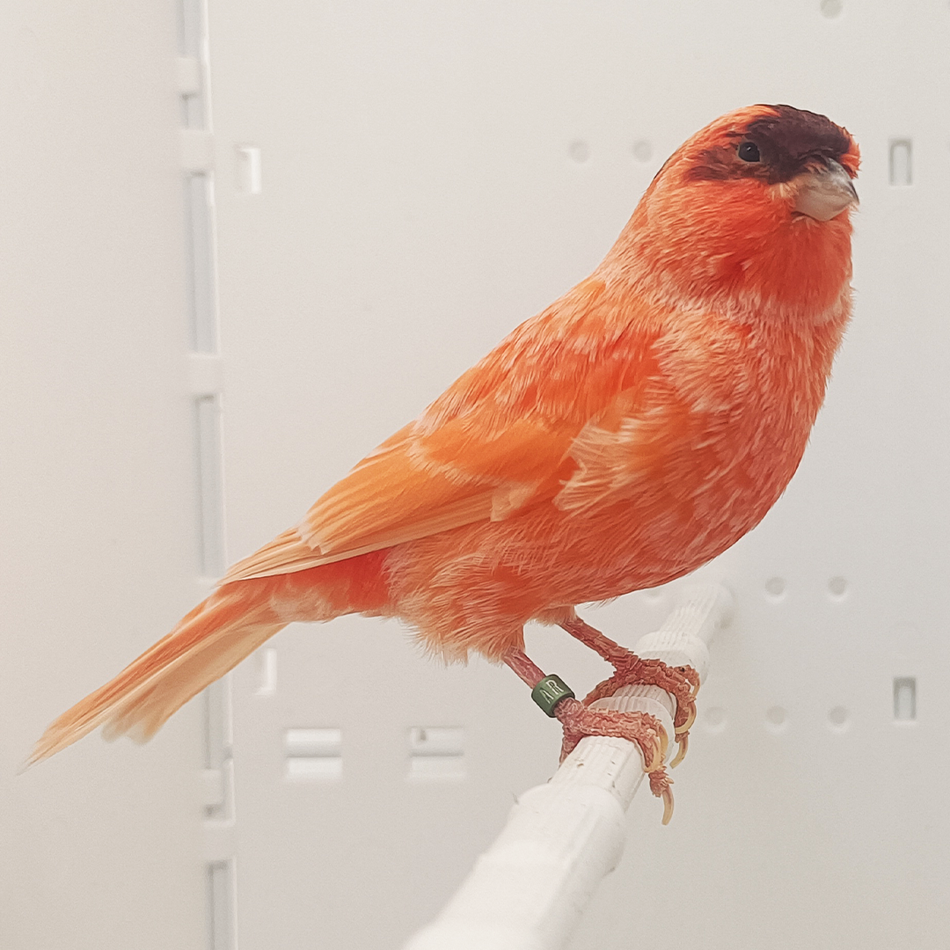 Stafford Canary Female