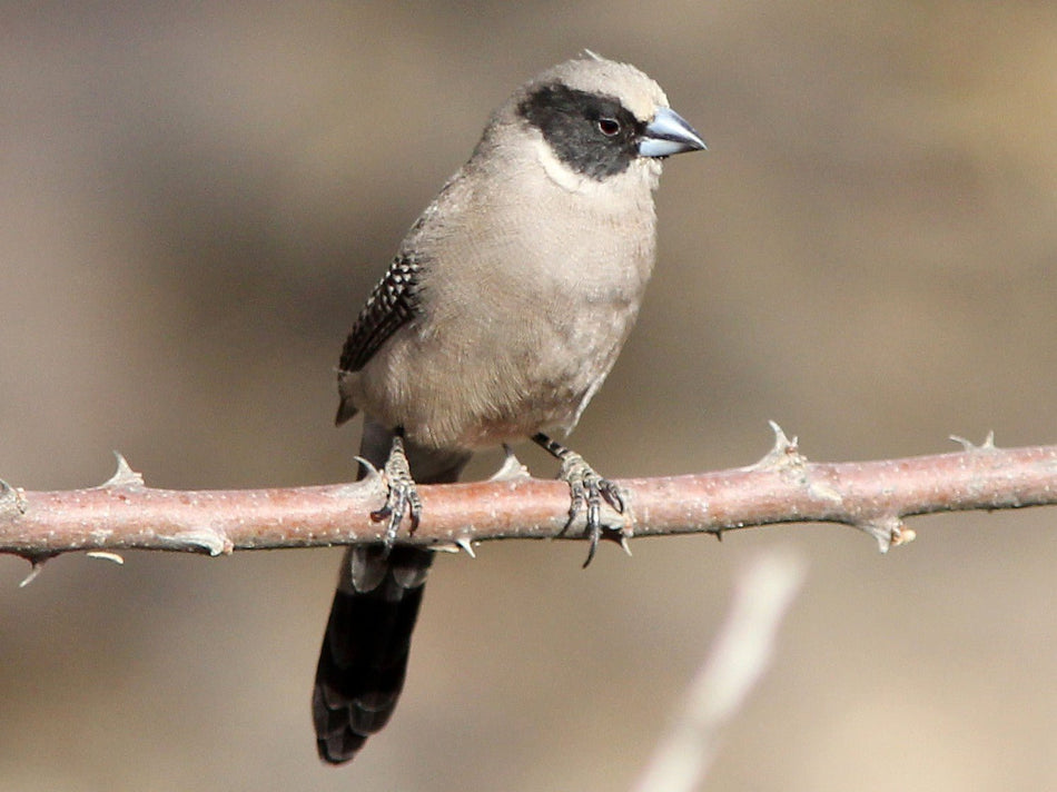 Black Cheeked Waxbill - New York Bird Supply