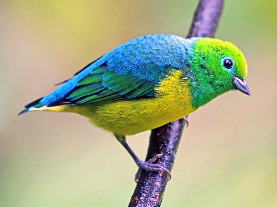 Blue Naped Chlorophonia - New York Bird Supply