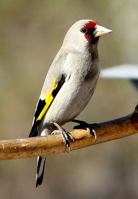 Himalaya Goldfinch