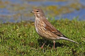 Linnet Finch