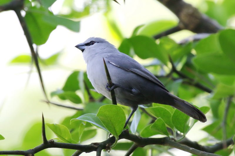 Grey Waxbill - New York Bird Supply