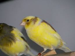 Canary Varigated