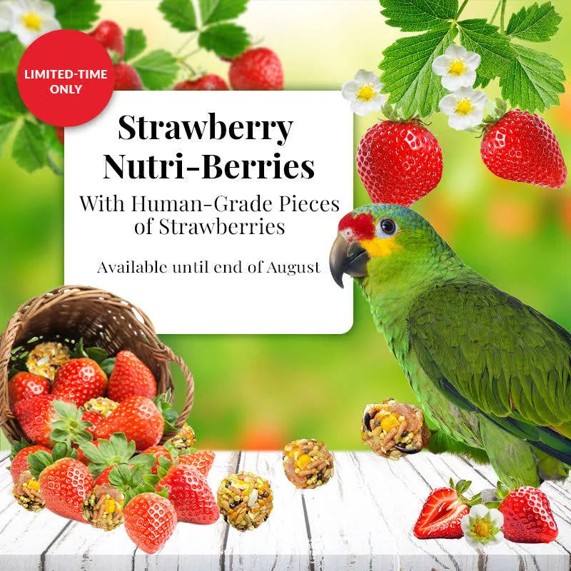 Lafeber Strawberry Nutri-Berries for Parrots 10 oz