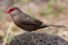St Helena Waxbill Finch - New York Bird Supply