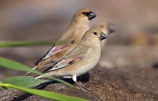 Desert Finch