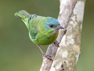 Blue Dacnis Tanager