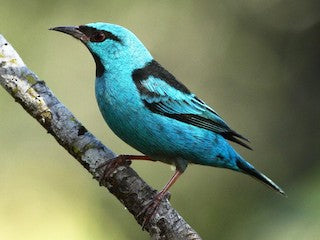 Blue Dacnis Tanager