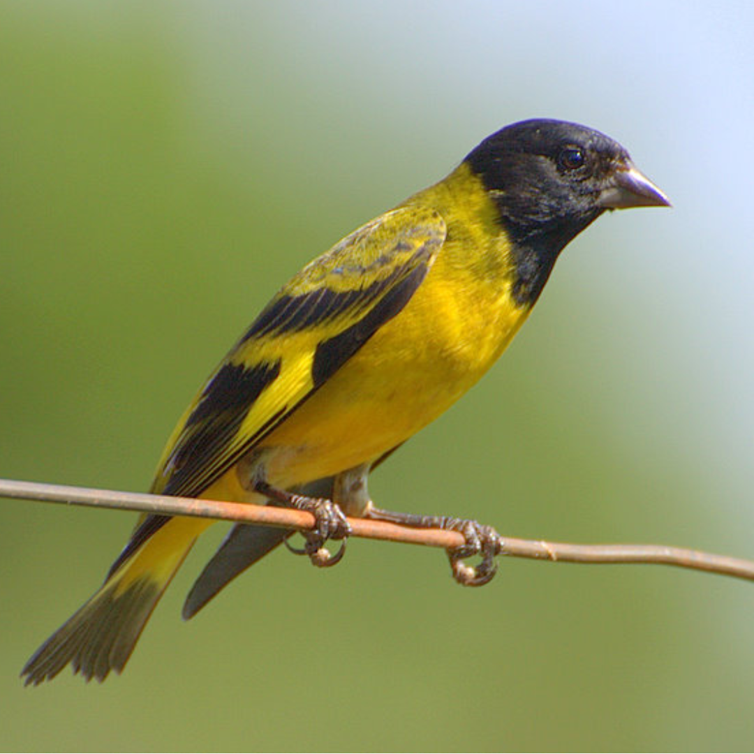 Black-hooded Siskin - New York Bird Supply