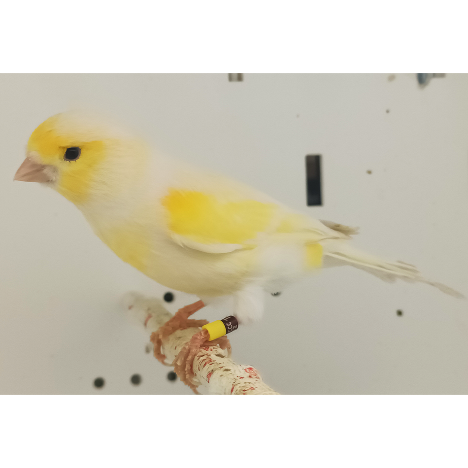Canary Mosaic White and Yellow