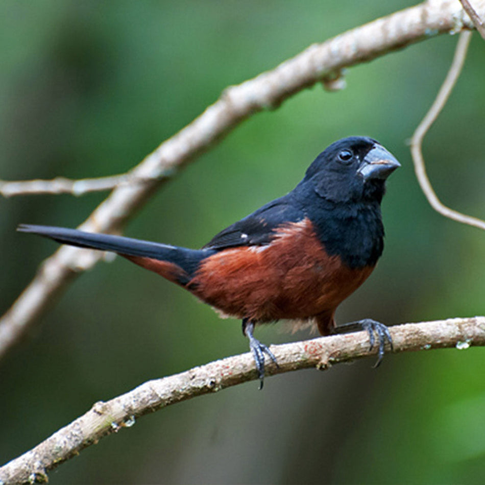 Chestnut Bellied Seed Finch Female