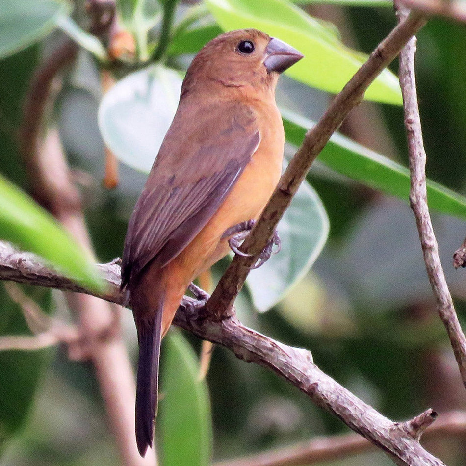 Chestnut Bellied Seed Finch Female