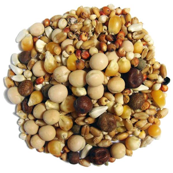 Browns Developer Popcorn 50 lb