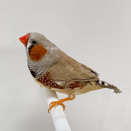 English Zebra Finch - New York Bird Supply