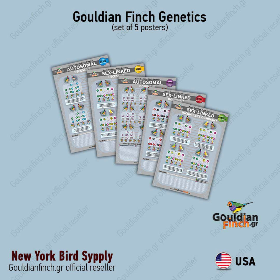 New Gouldian Finch Genetics Posters- set of 5 posters
