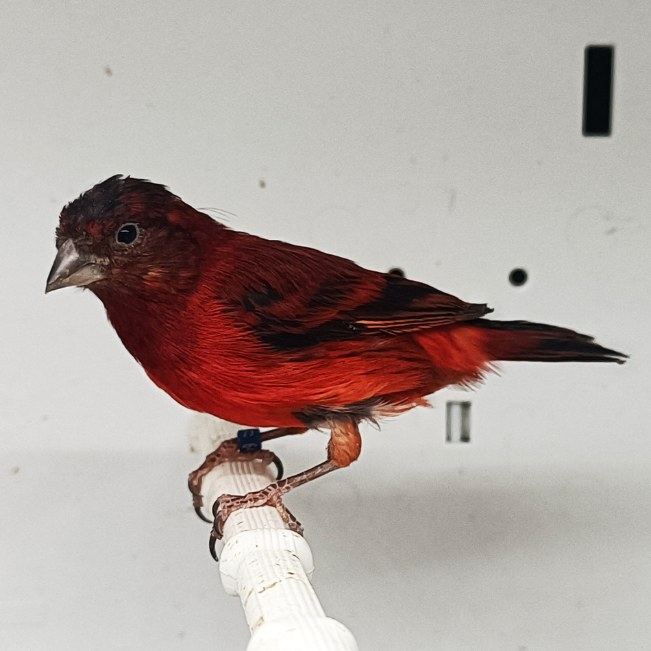 Siskin x Red Canary Hybrid