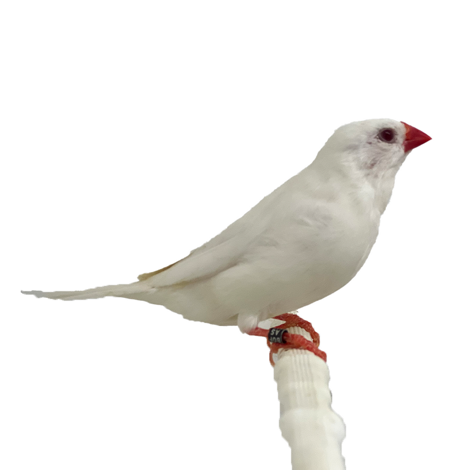 Shaft-Tail Finch White