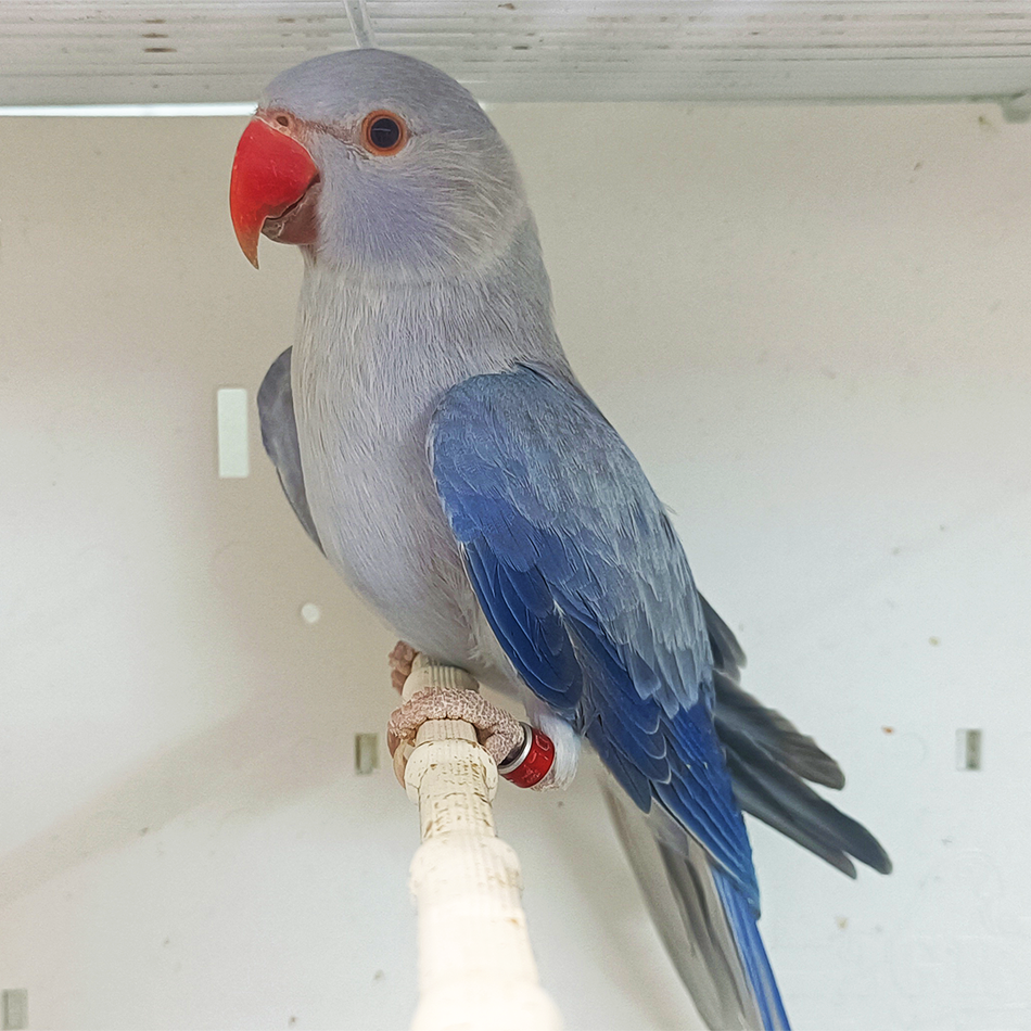 Indian Ring Neck Parrot - Indigo Blue