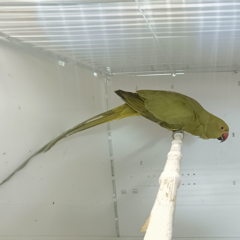 Indian Ring Neck Parrot - Yellow Oliver