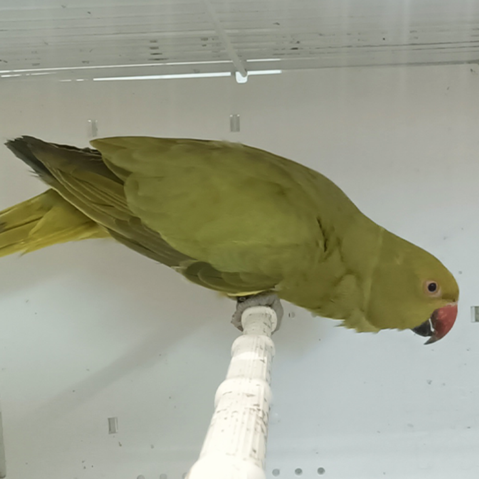 Indian Ring Neck Parrot - Yellow Oliver