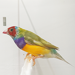 Lady Gouldian Finch - Pied