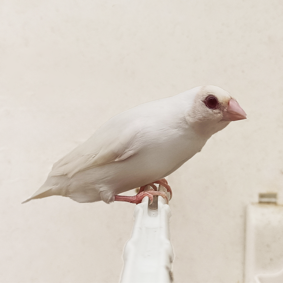 Lady Gouldian Finch - Red Eye Albino